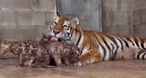 Nadya and Cubs