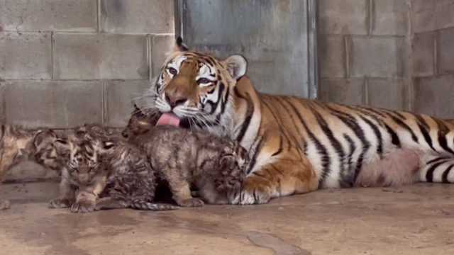 Nadya and Cubs